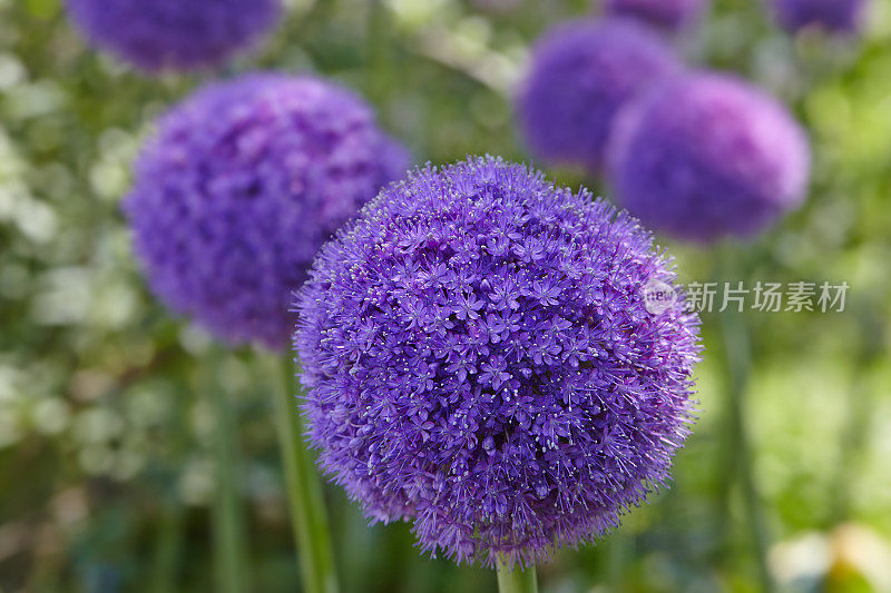 大洋葱(Allium Giganteum)开花